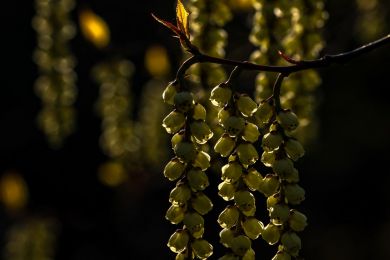 24 Himalaja-Perlschweif im Abendlicht